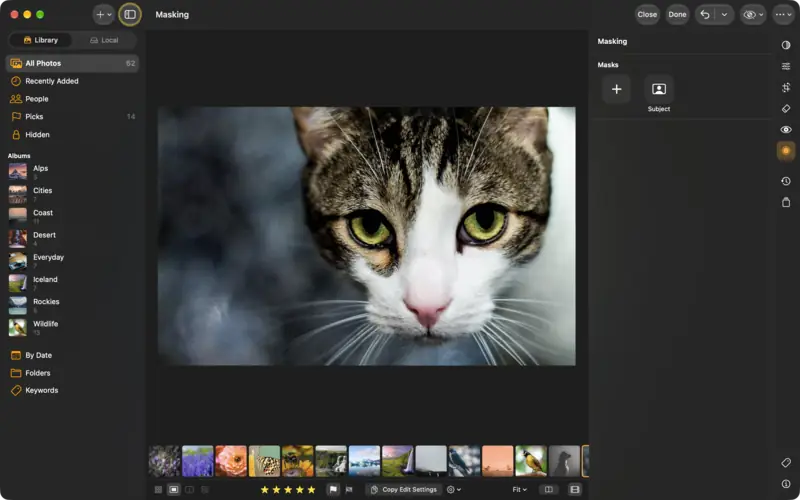 A cat's portrait with only the cat selected and brightened